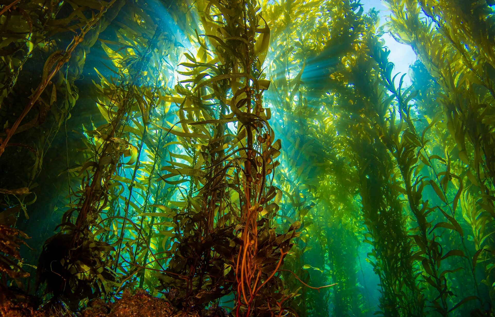 Seaweed underwater